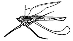 drgonfly drgonfly