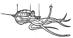 octopus octopus